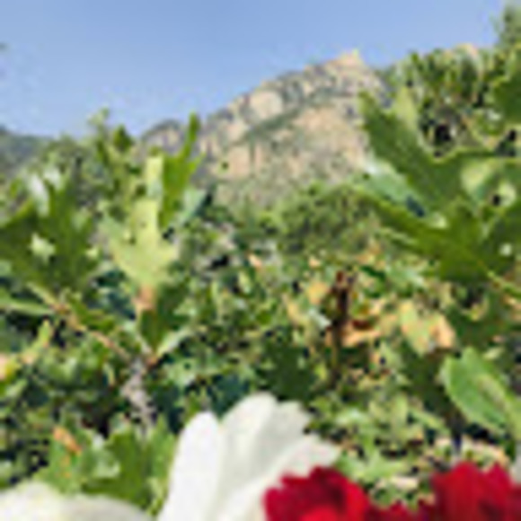 Meet your Posher, Chloe - Picture 1 of 1